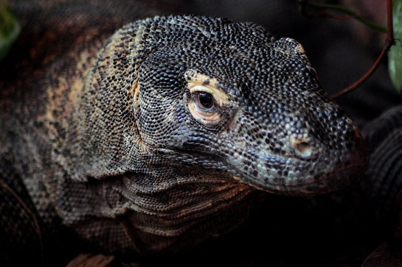 Dragon Scales
